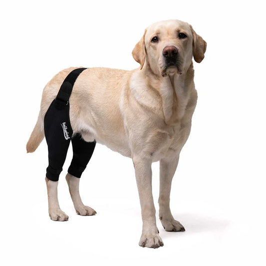 Double Knee Brace for Dogs