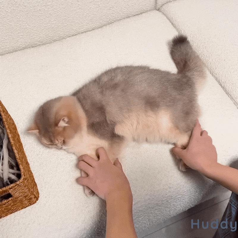 3-i-1 Hårborttagare för Husdjur - Bild 6